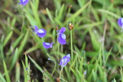 Utricularia uliginosa